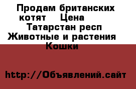 Продам британских котят  › Цена ­ 500 - Татарстан респ. Животные и растения » Кошки   